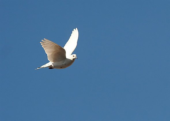 Фотовиставка Олександра Котиса