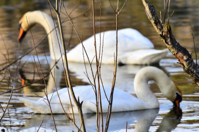 На Волині влаштували «пернате» фотополювання