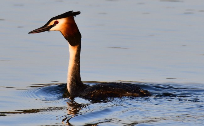 На Волині влаштували «пернате» фотополювання