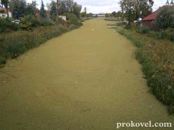 Ковельську річку Турію заполонив «килим» із зелені. ФОТО