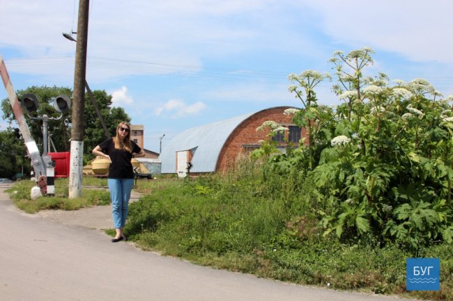 У Володимирі-Волинському цвіте небезпечна рослина. ФОТО