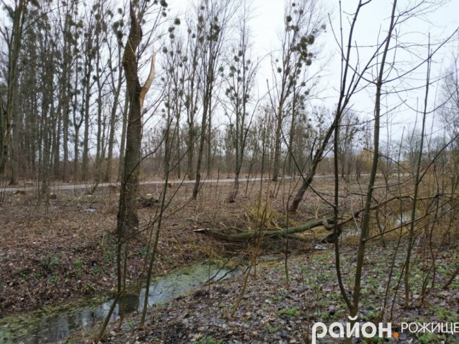 У Рожищі в парку вітер понищив дерева.ФОТО
