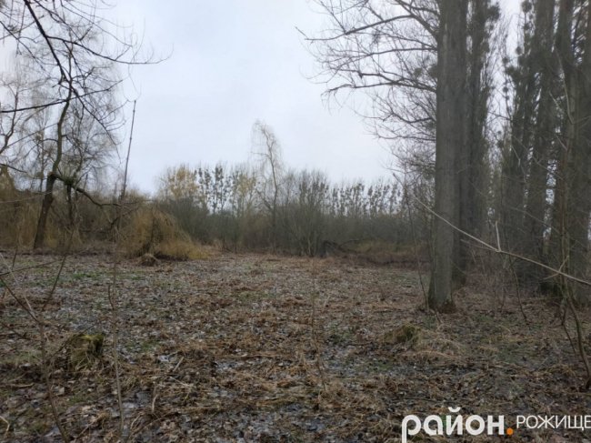 У Рожищі в парку вітер понищив дерева.ФОТО