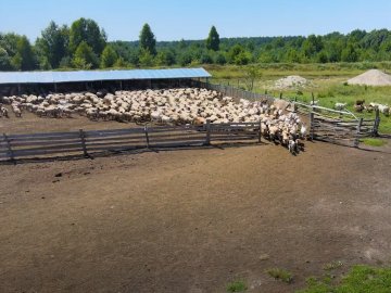 З тисячною отарою справляється 1 пастух: як на Волині працює найбільша овеча ферма. ВІДЕО