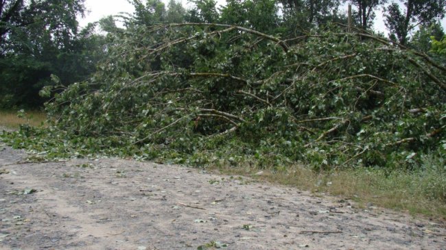 Повалені дерева, пошкоджений будинок і зупинка: у районі на Волині буревій наробив лиха. ФОТО
