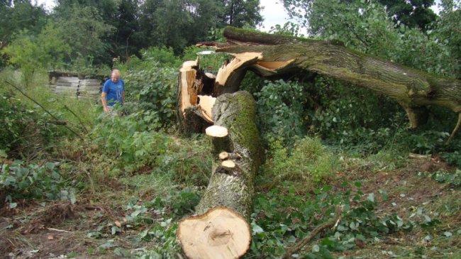 Повалені дерева, пошкоджений будинок і зупинка: у районі на Волині буревій наробив лиха. ФОТО