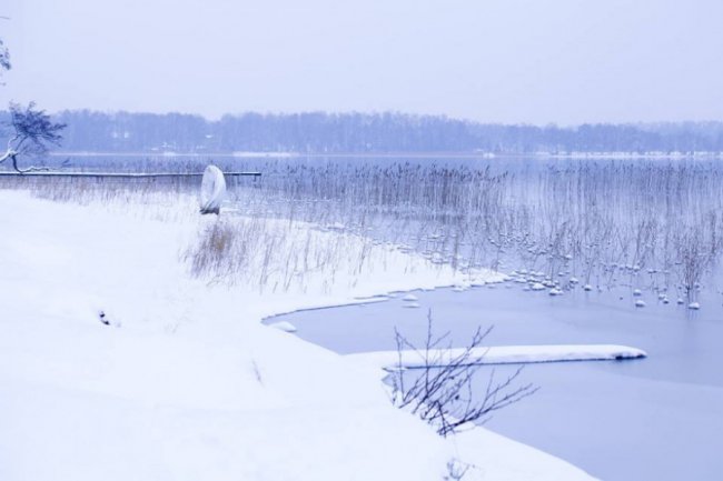 Лебеді, троянди, сніг: показали красу зимового озера на Волині. ФОТО