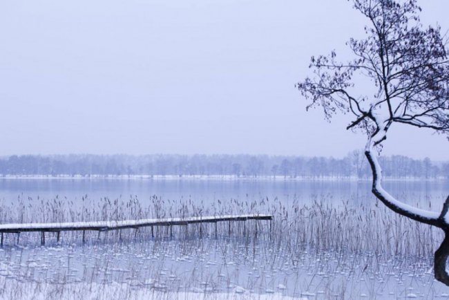 Лебеді, троянди, сніг: показали красу зимового озера на Волині. ФОТО