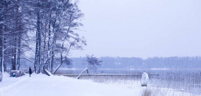 Лебеді, троянди, сніг: показали красу зимового озера на Волині. ФОТО