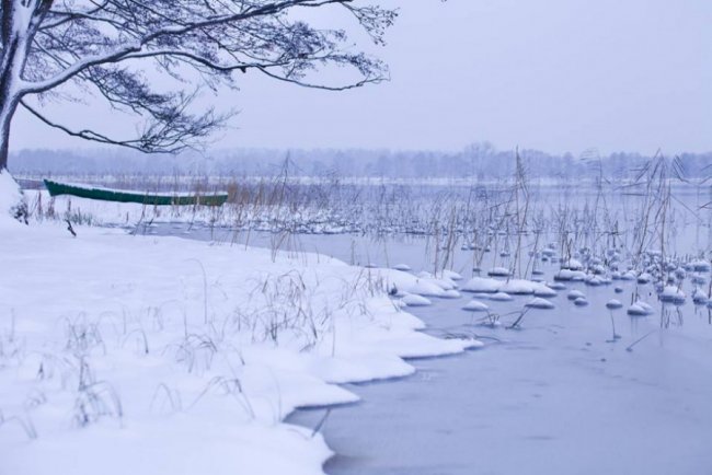 Лебеді, троянди, сніг: показали красу зимового озера на Волині. ФОТО
