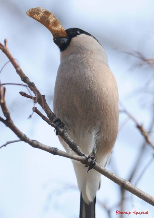 Птахи рівнодення: чудові світлини від луцького фотографа