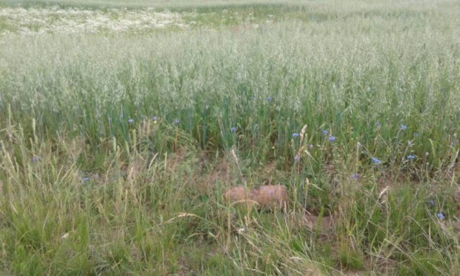 Волиняни в полі знайшли боєприпаси