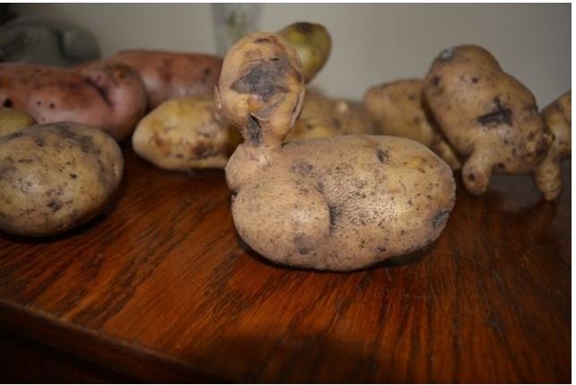 Волинянка похизувалася великим врожаєм картоплі