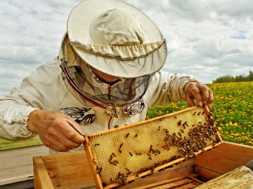 Свято бджолярів: у центрі міста лучан пригощають пасічники з усієї України. ВІДЕО