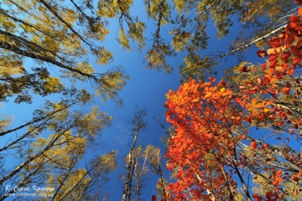 Пейзажі золотої пори: відтінки осені в Україні. ФОТО