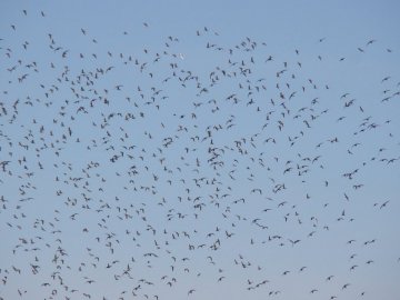 На Волині зафіксували найбільшу за 10 років міграцію мартинів. ФОТО