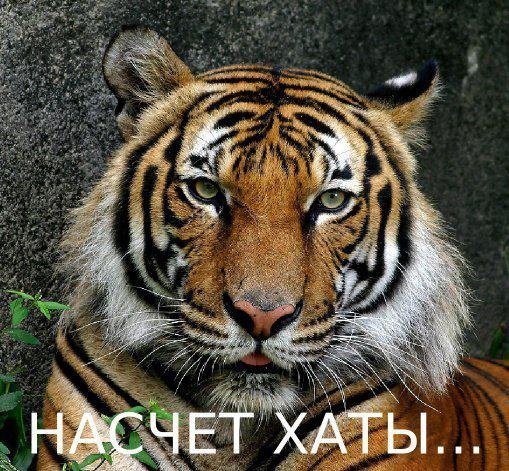 Бабуся і кіт: фотожабоманія триває. ФОТО