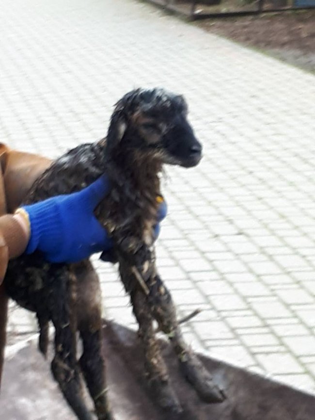 У Луцькому зоопарку на Різдво народилися ягнята. ФОТО