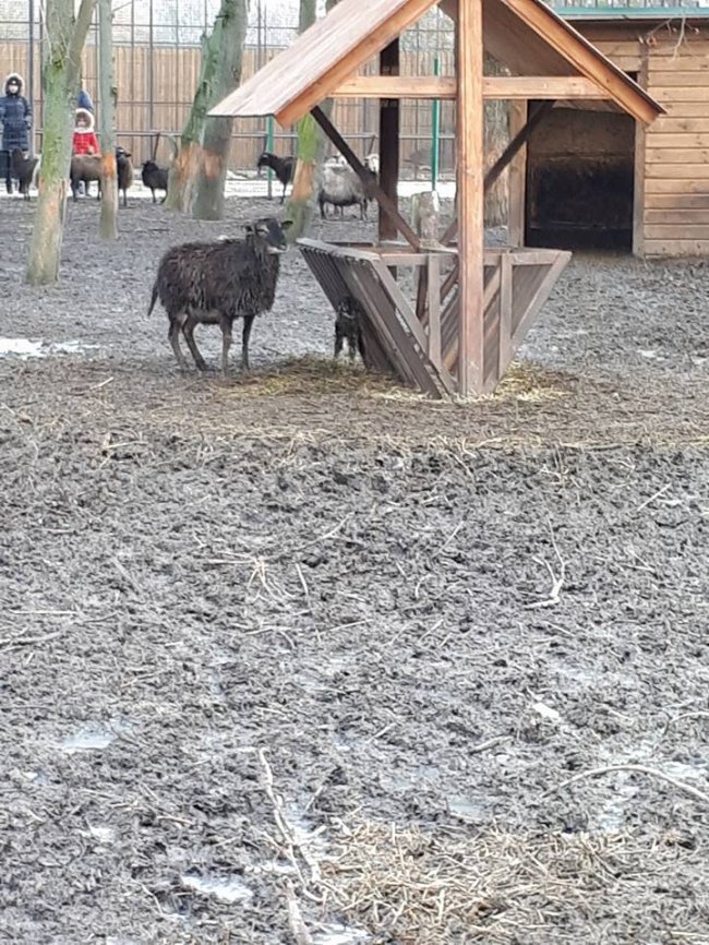 У Луцькому зоопарку на Різдво народилися ягнята. ФОТО