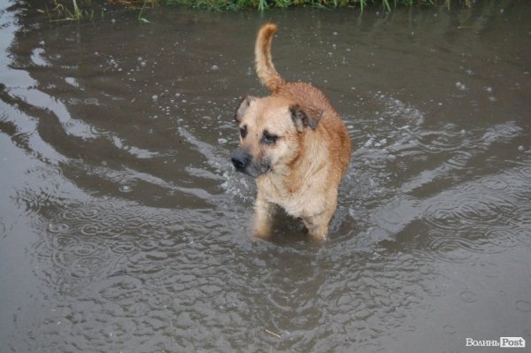 У Луцьку не вщухає стихія. ФОТО. ВІДЕО