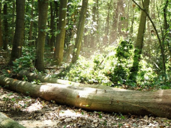 Із держпідприємства «Ліси України» стягнуть понад пів мільйона гривень за недогляд лісу на Волині