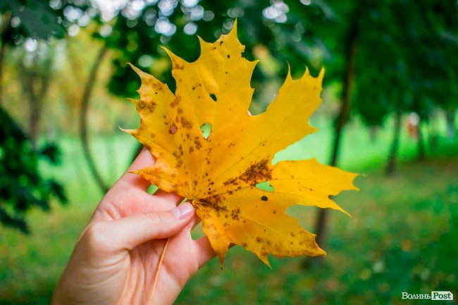 Жовто-багряний настрій: Луцьк на осінніх світлинах