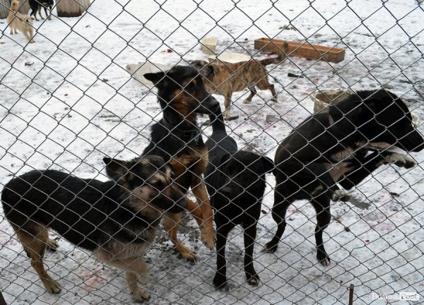 Собачий притулок у Луцьку пережив важку зиму. ФОТО