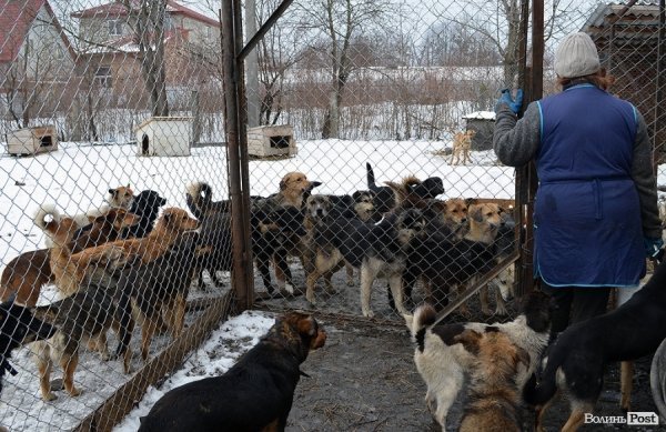 Собачий притулок у Луцьку пережив важку зиму. ФОТО