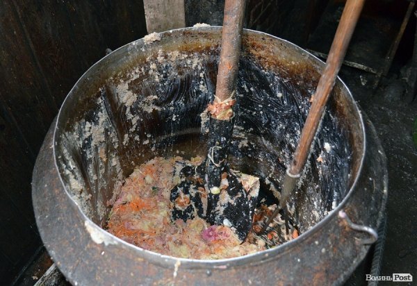 Собачий притулок у Луцьку пережив важку зиму. ФОТО