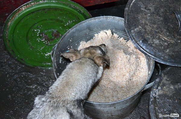 Собачий притулок у Луцьку пережив важку зиму. ФОТО