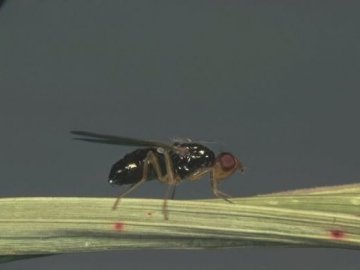 Як захистити моркву від морквяної мухи?*