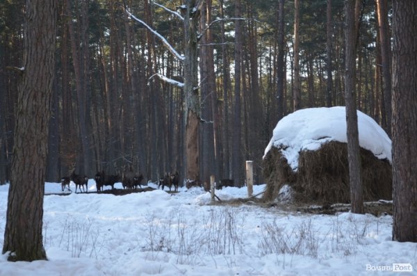 «Полювання» на волинських зубрів: звірів шукали ...по свіжих екскрементах. ФОТО