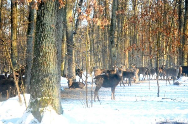 «Полювання» на волинських зубрів: звірів шукали ...по свіжих екскрементах. ФОТО
