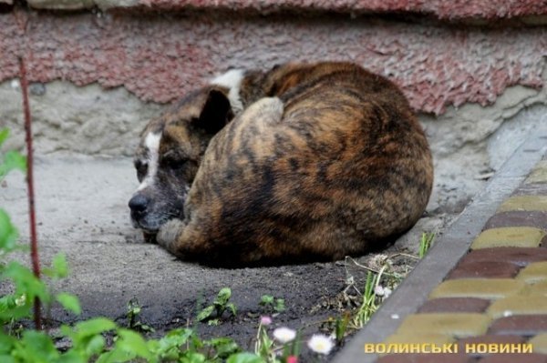 Відлов собак у Луцьку: рушниці, чіпи та гроші. ФОТО