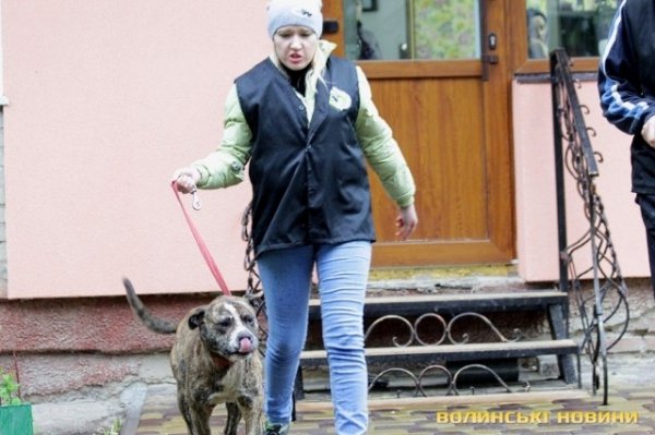 Відлов собак у Луцьку: рушниці, чіпи та гроші. ФОТО