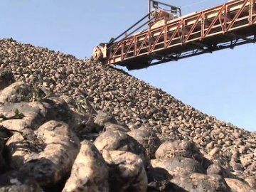 Волинський цукровий завод третім в Україні розпочав сезон переробки