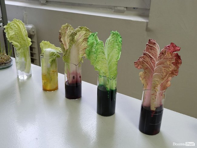 Лего-сумо та світ під мікроскопом: для діток переселенців та військових провели майстер-класи