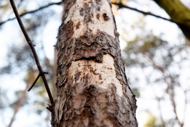 Хвора сосна