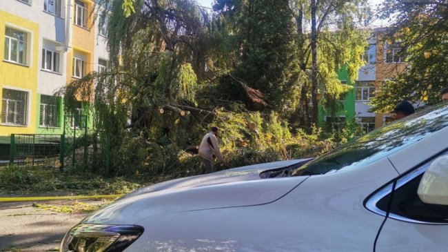 На території луцької школи впало дерево і зачепило припарковану  автівку. ФОТО.ВІДЕО