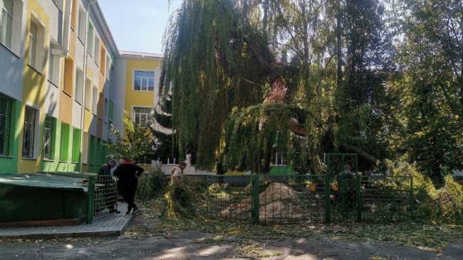На території луцької школи впало дерево і зачепило припарковану  автівку. ФОТО.ВІДЕО