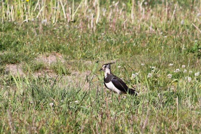 Показали неймовірні фото чайок з волинського нацпарку