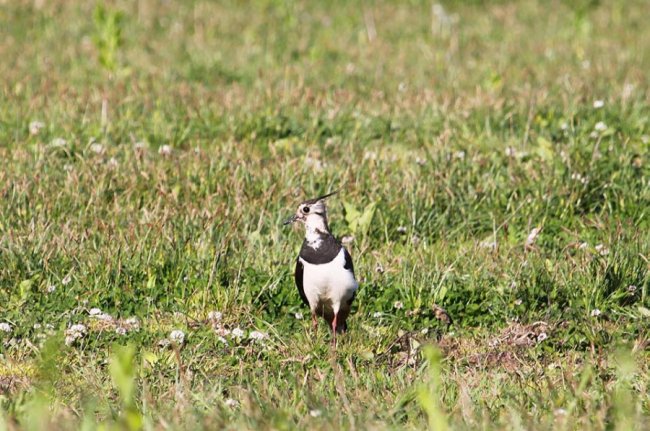 Показали неймовірні фото чайок з волинського нацпарку