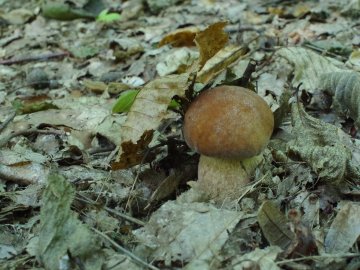 «Спотикаючись через гриби, ледь вийшов з лісу», – волинянин похизувався врожаєм. ФОТО