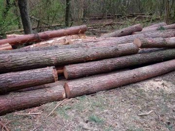 На Волині затримали чоловіка, який крав деревину з лісу