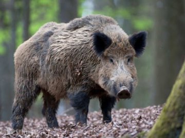 Африканська чума свиней: у районі на Волині ввели карантин