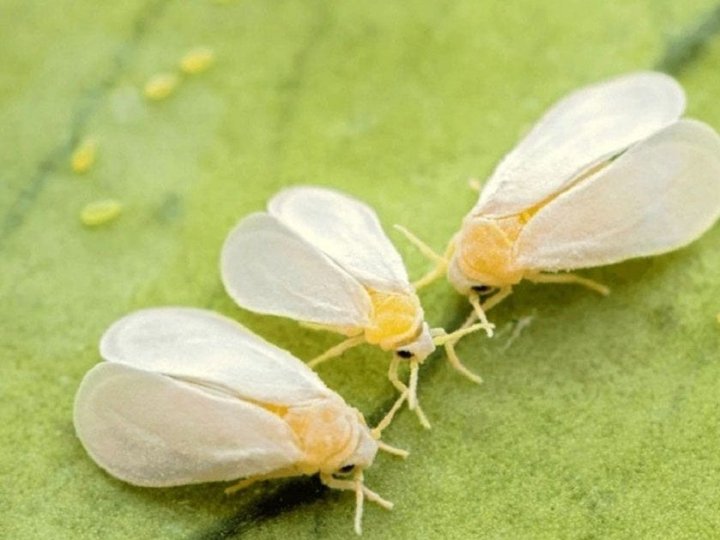 Як позбутися білокрилки назавжди: що потрібно зробити обов’язково восени