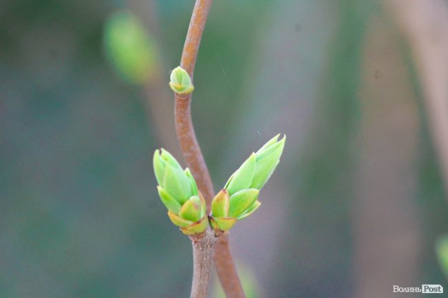 Пасхальні дні у Луцьку. ФОТО