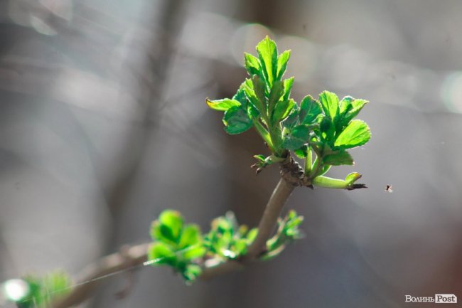 Пасхальні дні у Луцьку. ФОТО