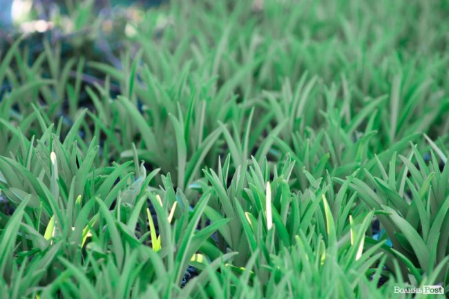 Пасхальні дні у Луцьку. ФОТО