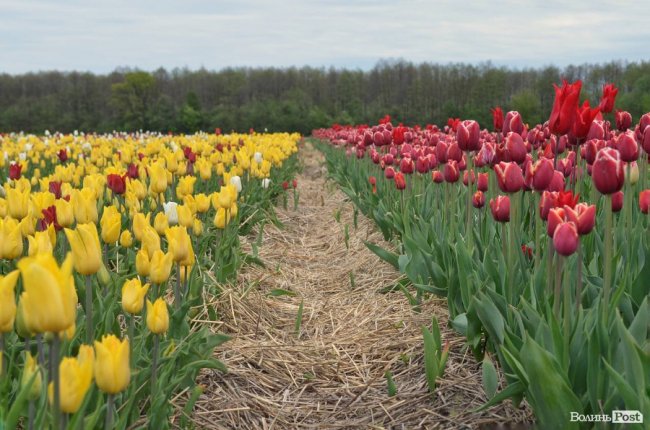 «Квітка, як і людина, має душу». На Волині розпочався фестиваль тюльпанів. ФОТО